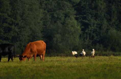 Stārķi_MG_9313_siena